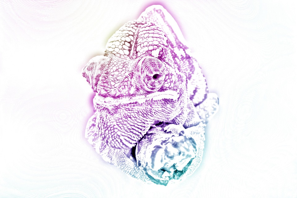 animal colorido camaleão foto gratuita no pixabay