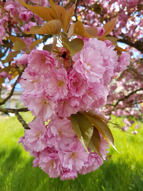Free Flowers Pink photo and picture