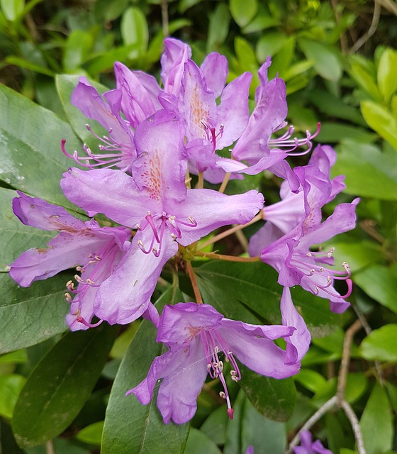 Free Flowers Nature photo and picture