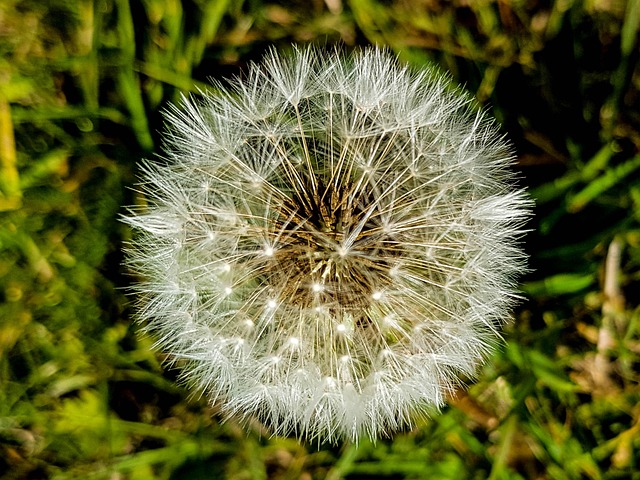 Free Dandelion Beautiful Flowers photo and picture