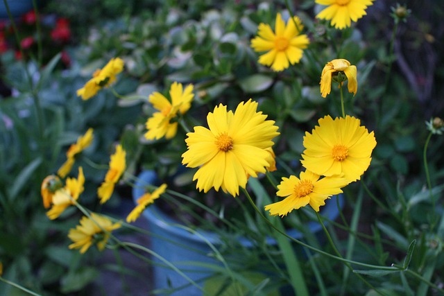 Free Daisy Yellow photo and picture