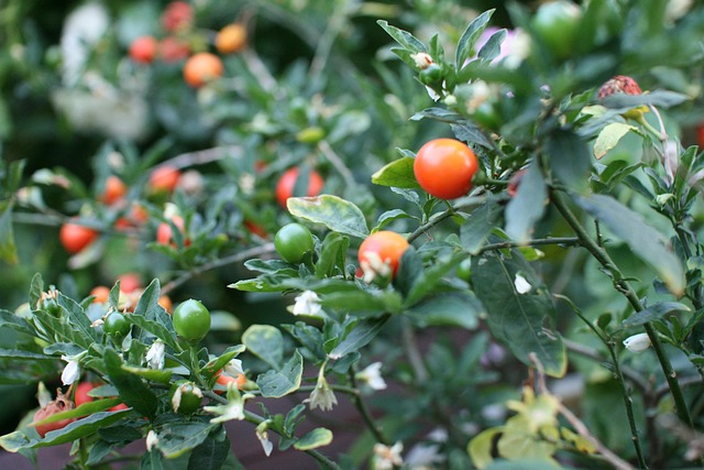 Free Fruit Nature photo and picture