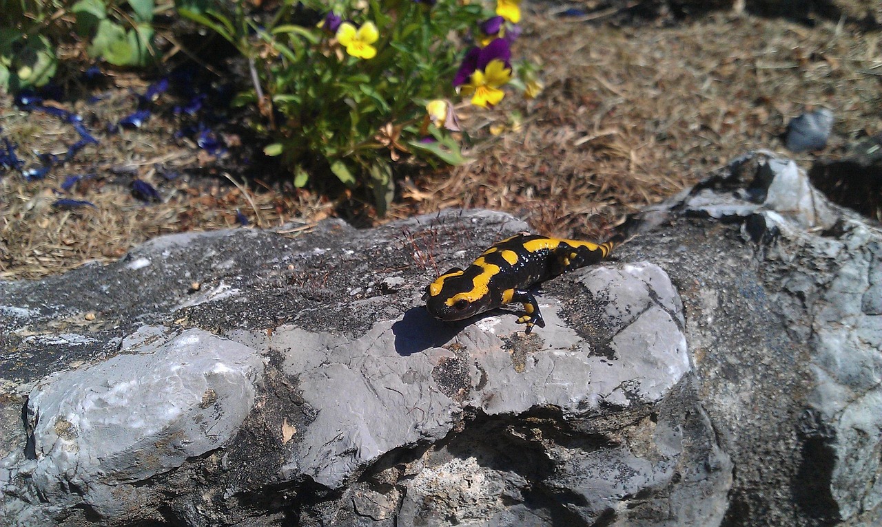 Salamandra De Fuego Reptiles - Foto gratis en Pixabay - Pixabay