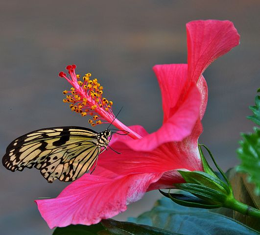 3,000+ Free Hibiscus &amp; Flower Images