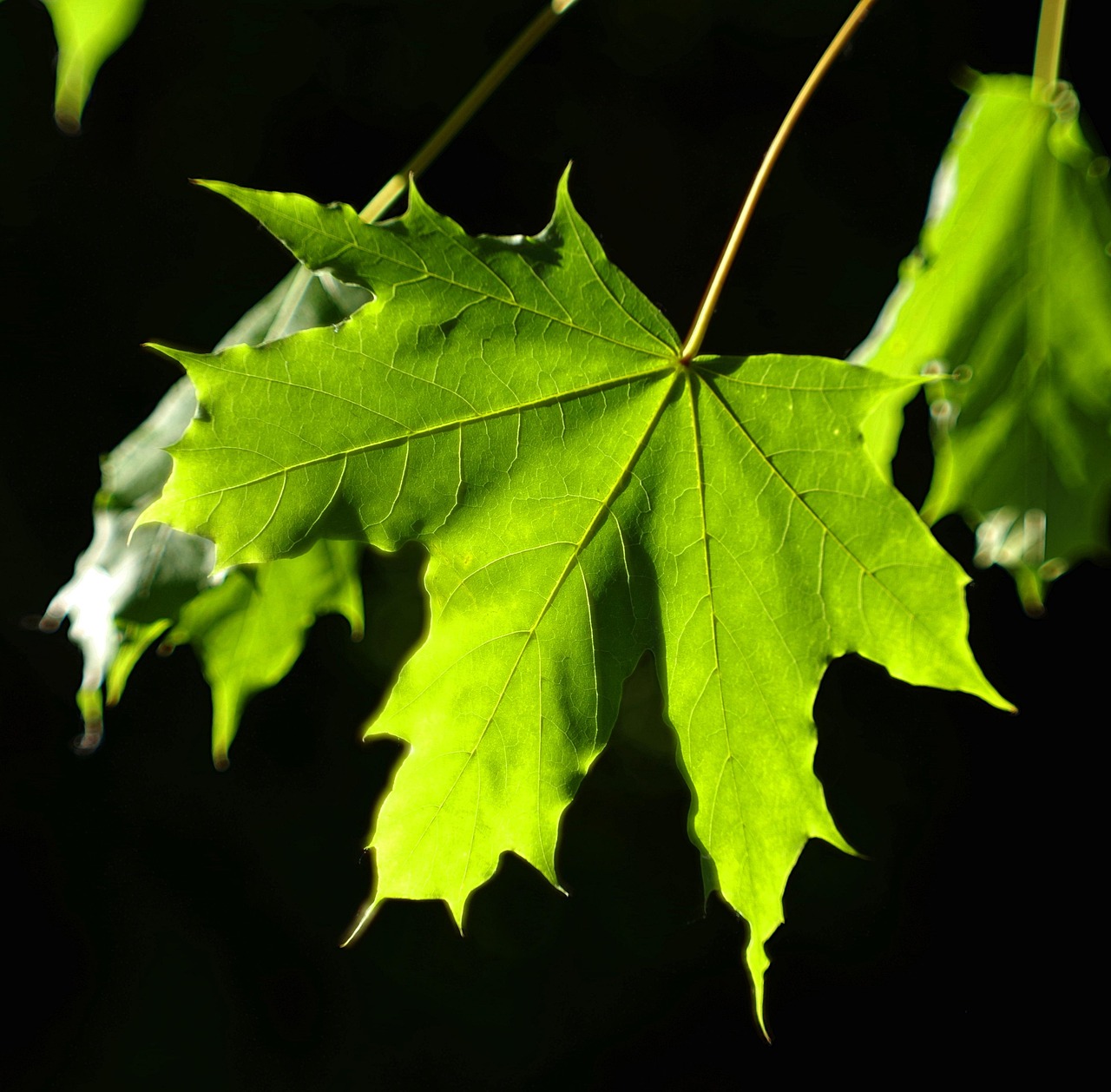Free Leaf Clone photo and picture