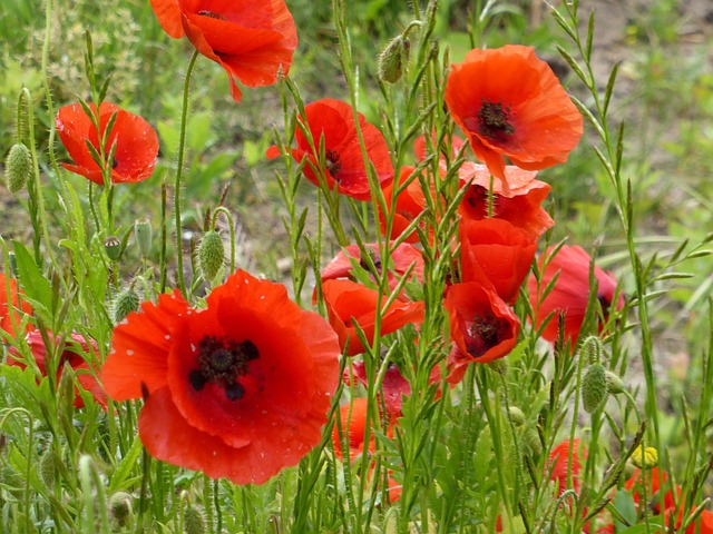 Free Poppies Red Flowers photo and picture
