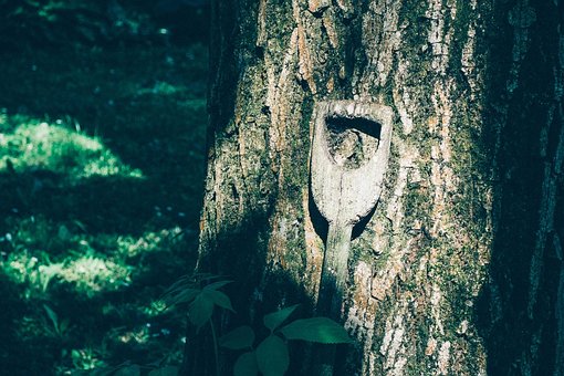 Free Tree Nature photo and picture