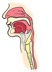 the larynx, the pharynx, anatomy