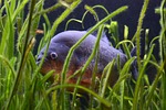 piranha, fish, dangerous
