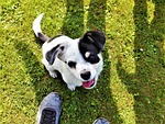 puppy, already, grass