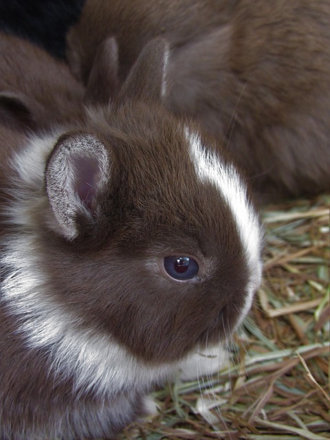 Rabbit Netherland Dwarf Cute - Free photo on Pixabay - Pixabay