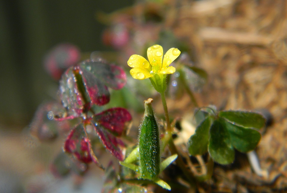 Bunga Kuning - Foto gratis di Pixabay