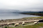 animal, sheep, nebelschleier