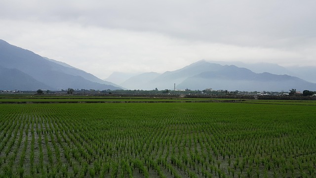10 多张免费的“水田”和“自然”照片 - Pixabay