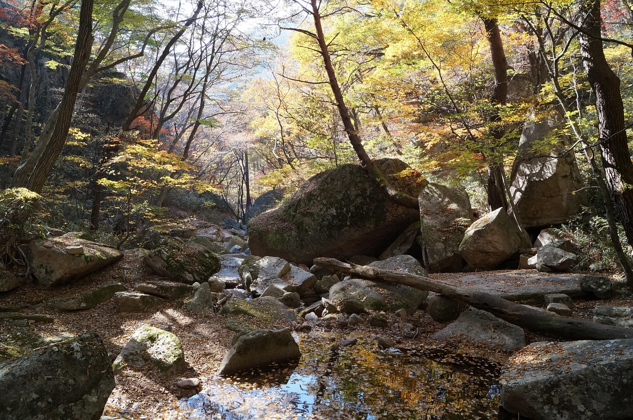 법주사 입장료는 없어졌는데 주차비는 내야해요, 2026 속리산 단풍 제대로 보는 법