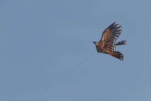 Free Pigeon Sky photo and picture