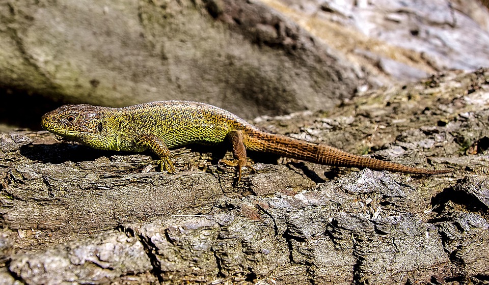 Lizard Sand Reptile Free photo on Pixabay Pixabay