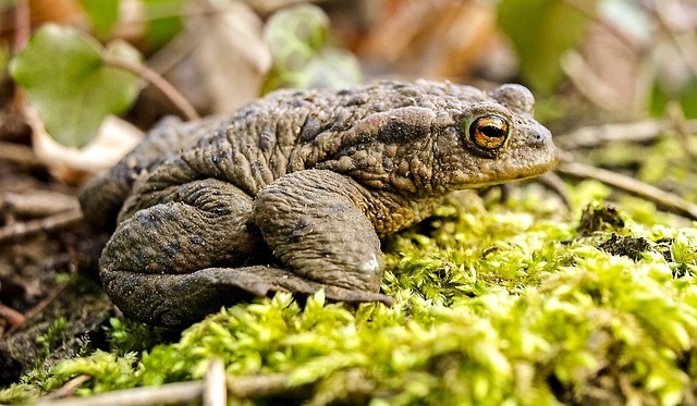 Free Common Toad Toad photo and picture