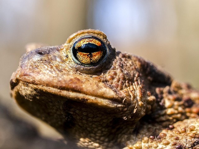 Free Common Toad Toad photo and picture