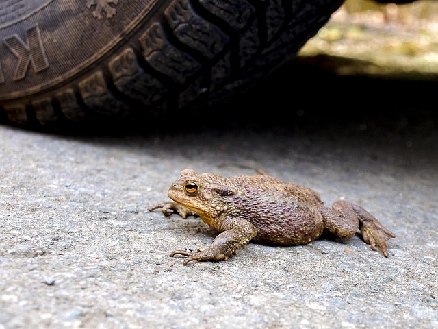 Free Common Toad Toad photo and picture