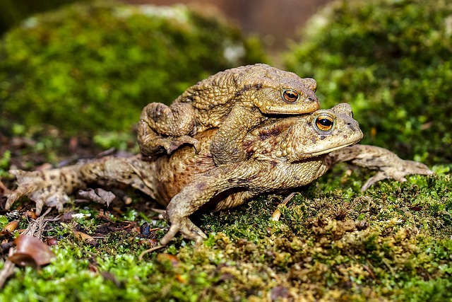 Free Common Toad Toad photo and picture