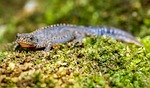 alpine newt, newt, amphibians