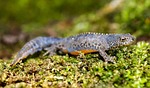 alpine newt, newt, amphibians