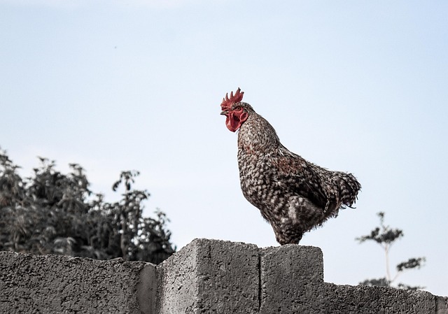 Free Chicken Wall photo and picture