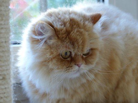 Katt, Fluffity, Kattens Ansikt, Søt