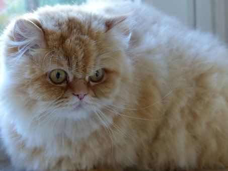 Katt, Fluffity, Kattens Ansikt, Søt
