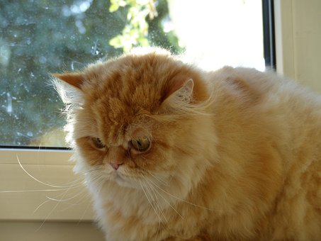 Katt, Fluffity, Kattens Ansikt, Søt