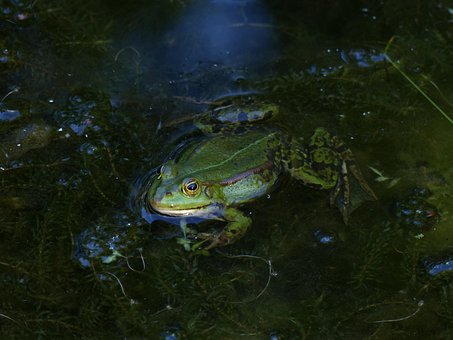 Frosk, Dam, Vann, Hage Dammen, Natur