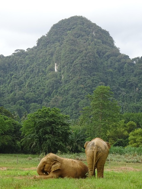Free Thailand Elephant photo and picture