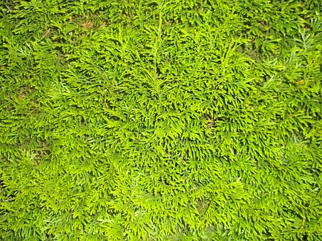 Free Hedge Green photo and picture