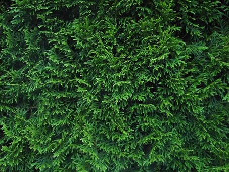 Free Hedge Green photo and picture