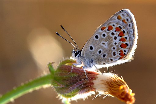 Sommerfugle, Øjne, Brun, Ankara, Tyrkiet