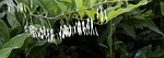 much-blooded weisswurz, much-flowered solomon's seal, flowers