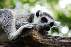Kostenloses Foto Katta Lemur Catta Lemuren Affen Kostenloses Bild 