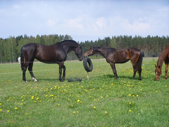  Pferd Pferde Natur - Kostenloses Foto auf Pixabay - Pixabay 