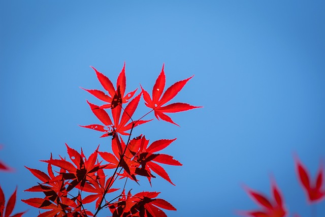 Free Tree Nature photo and picture