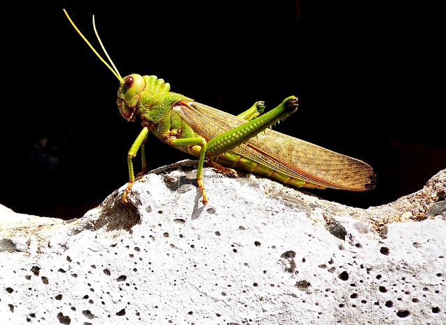 Gafanhoto, Inseto, Natureza, Artrópode