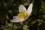 macro, anemone, theca