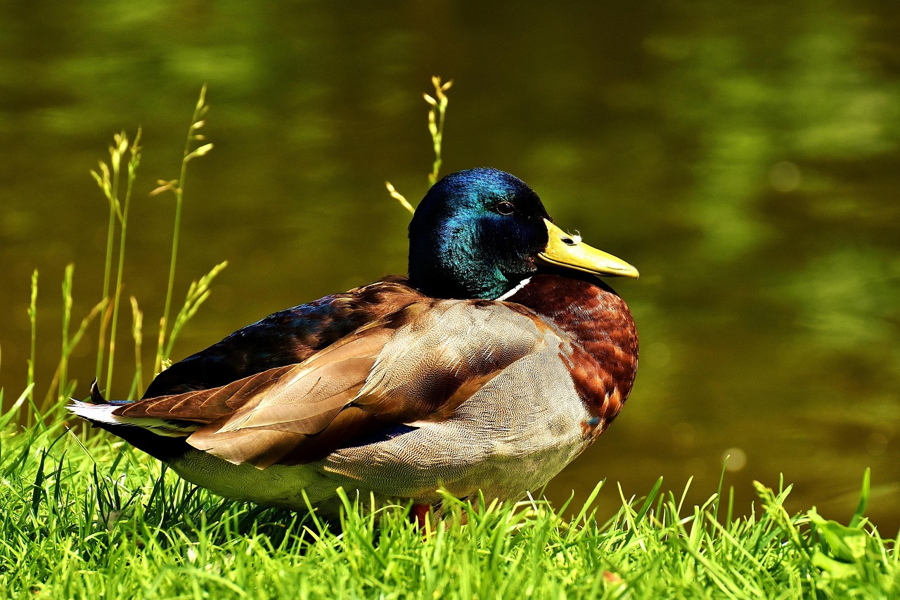 Pato Picture Pato Selvagem Drake Pássaro - Foto gratuita no Pixabay - Pixabay