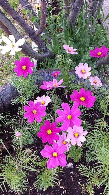 Blumen, Pinke Blumen, Feder, Garten