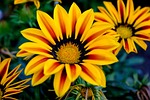 gazani hybrids, flower, yellow
