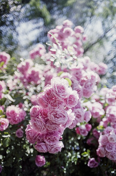 Pink Flashback Roses Pink Rose Vintage - Free photo on Pixabay