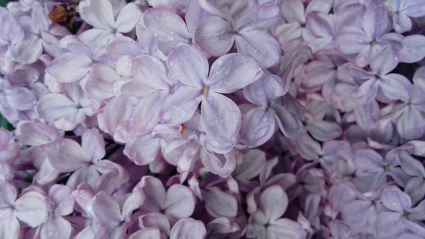 Without, Lilac, May, Flowering, Bush