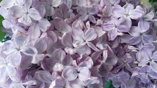 Without, Lilac, May, Flowering, Bush