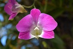 flowers, pink, thai orchid