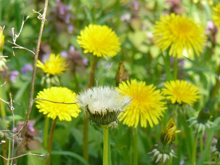 100 Free Fleurs Des Champs Nature Images Pixabay